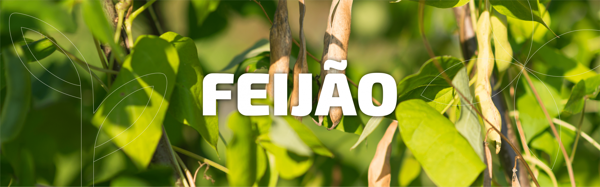 Feijão