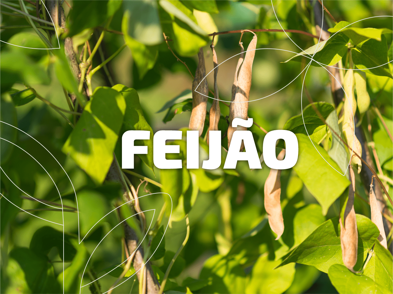 Feijão