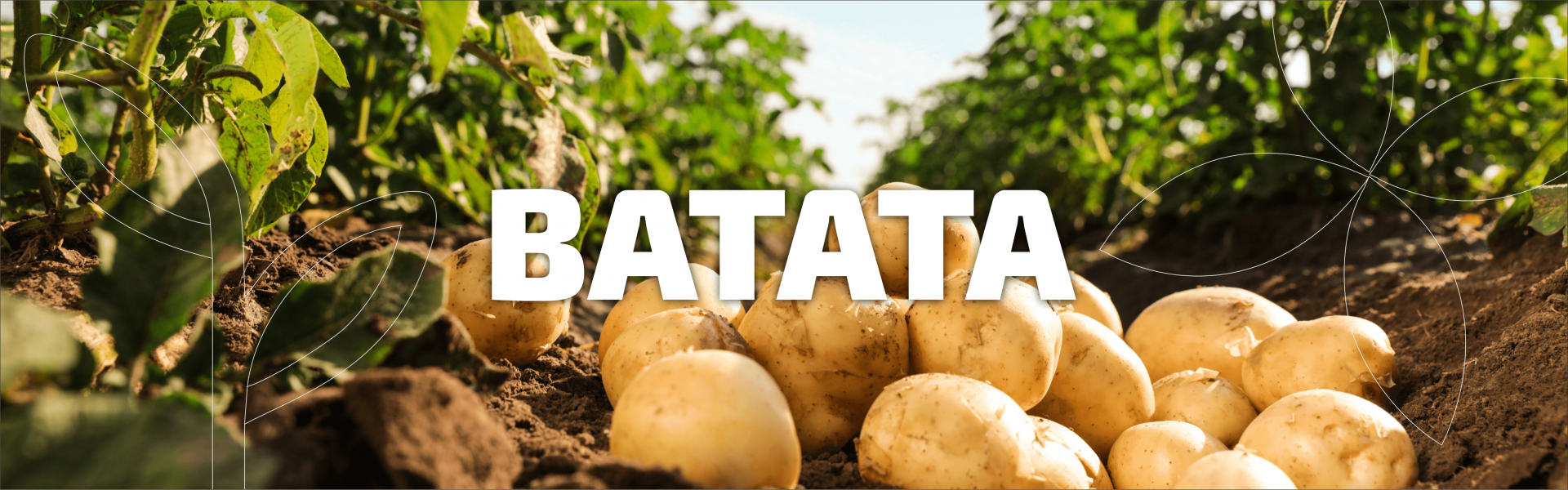 Batata