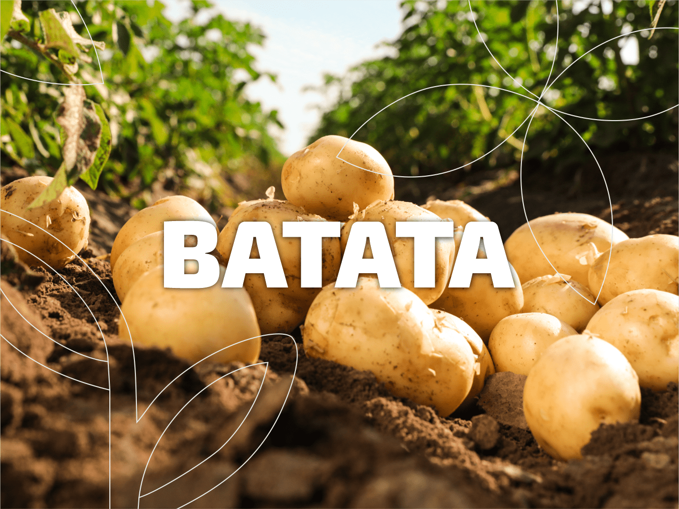 Batata